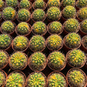 Variegated Gymnocalycium baldianum Live Cactus