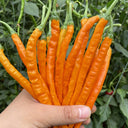 Yellow Spicy Girl Line Pepper Seeds, 2g