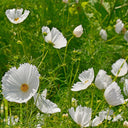 Hezhichun Cosmos bipinnatus 'Cupcakes White' Seeds, 1g