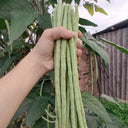 'Jiemei' Tianzhu White Long Bean Seeds, 20g