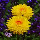 Yellow Strawflower Seeds, 200 Seeds