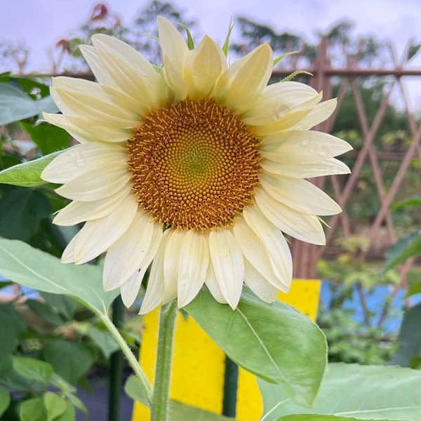 'White Moonlight' Sunflower, 10 Seeds