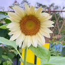 'White Moonlight' Sunflower, 10 Seeds