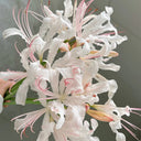 'Pink Dream' Lycoris, 1 Bulb