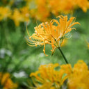 Yellow Spider Lily, 3 Bulbs