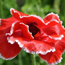 Red with White Edge Corn Poppy, 1000 Seeds