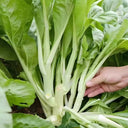 'Tender Sprout No.3' Choy Sum Seeds, 10g