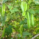 Winged Bean Seeds, 5g