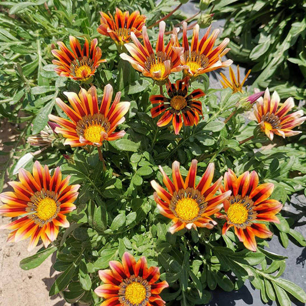 Gazania, 1g