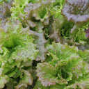 Purple Red Lettuce Seeds, 5g