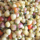 Pearl Multicolored Pepper Seeds, 100 Seeds