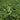 Linglong Yellow Watermelon, 20 Seeds
