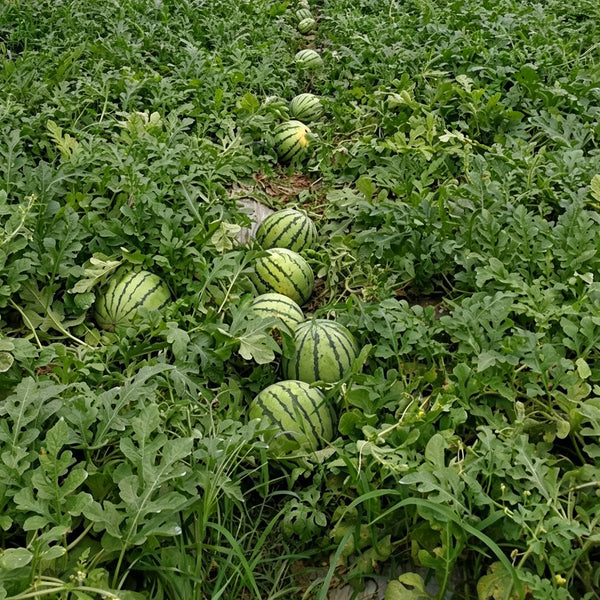 Linglong Yellow Watermelon, 20 Seeds
