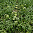 Linglong Yellow Watermelon, 20 Seeds
