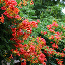 Chinese Trumpet Vine Seeds, 100 Seeds