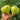 1023 Aliris Golden Heart Tomato, 5 Seeds