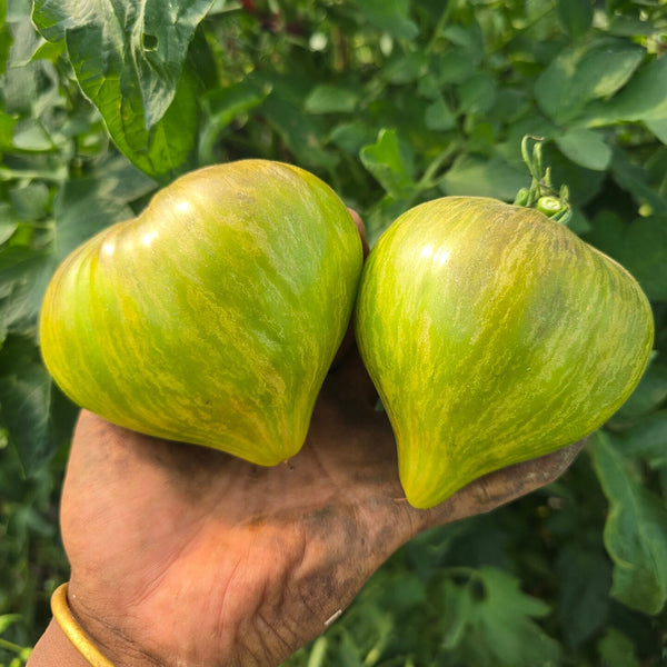 1023 Aliris Golden Heart Tomato, 5 Seeds