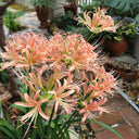 Lycoris 'Champagne', 1 Bulb