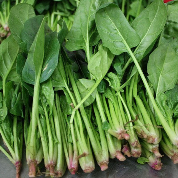 Four Seasons Spinach Seeds, 10g