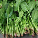Four Seasons Spinach Seeds, 10g