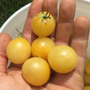 Italian Ice Cherry Tomato, 20 Seeds