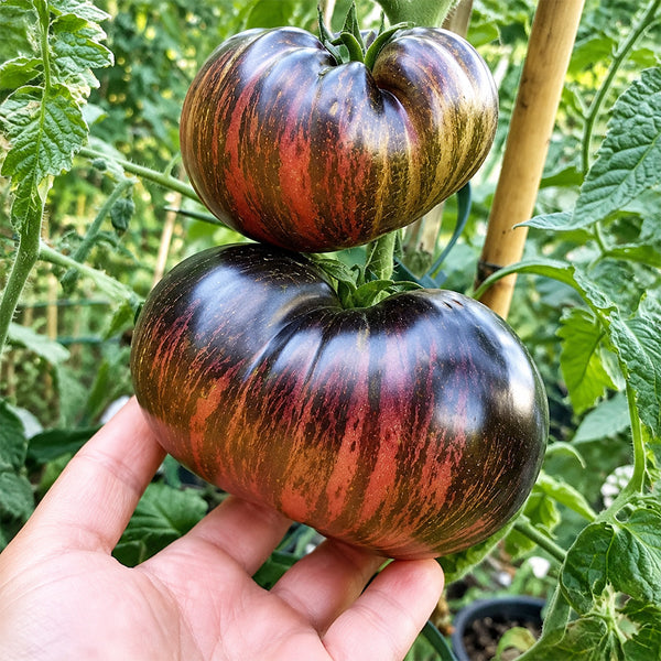114 Marsha's Starfighter Beefsteak Tomato, 5 Seeds