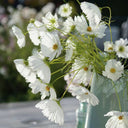 Hezhichun Cosmos bipinnatus 'Cupcakes White' Seeds, 1g