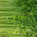 Michelin Fruit Celery Seeds, 10g