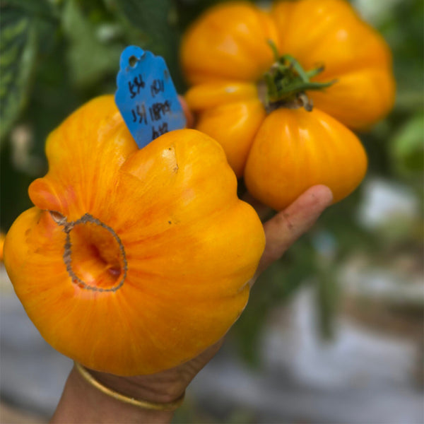 Jason 18/1 Striped Tomato, 5 Seeds