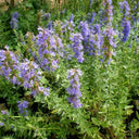 Blue Hyssop Herb, 10 Seeds