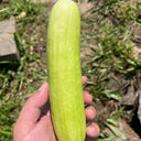 'Zhongnong Cuiyu No.4' Fruit Cucumber, 100 Seeds