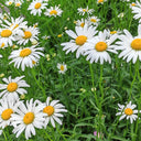 Shasta Daisy, 1g