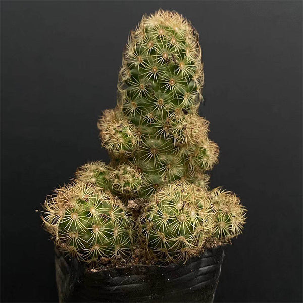 Mammillaria gracilis, 5-7cm