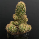 Mammillaria gracilis, 5-7cm