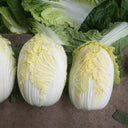 Huanai Baby Pak Choy Seeds, 10g