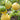 414 Halfmoon China Tomato, 5 Seeds