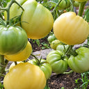 414 Halfmoon China Tomato, 5 Seeds
