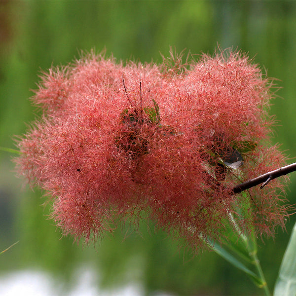 Smoke Tree Seeds, 10g