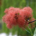 Smoke Tree Seeds, 10g