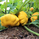 Yellow Patty Pan Squash, 50 Seeds