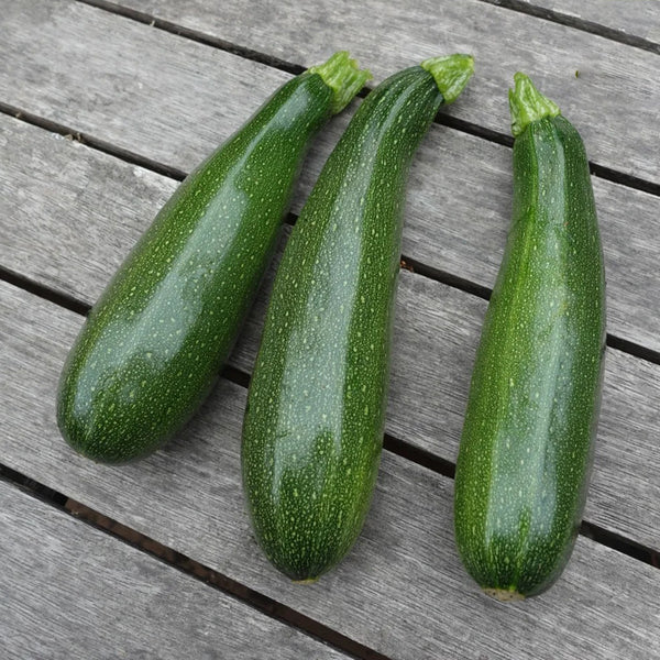 Summit Zucchini Seeds, 10g