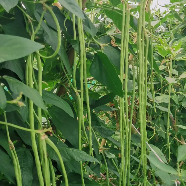 Green General Yardlong Bean Seeds, 15 Grams ≈ 80 Seeds