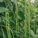 Green General Yardlong Bean Seeds, 15 Grams ≈ 80 Seeds