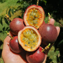 Mixed Purple & Yellow Passion Fruit, 200 Seeds