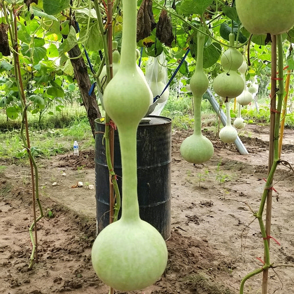 Wild Goose Neck Gourd, 5 Seeds