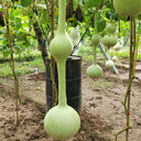 Wild Goose Neck Gourd, 5 Seeds