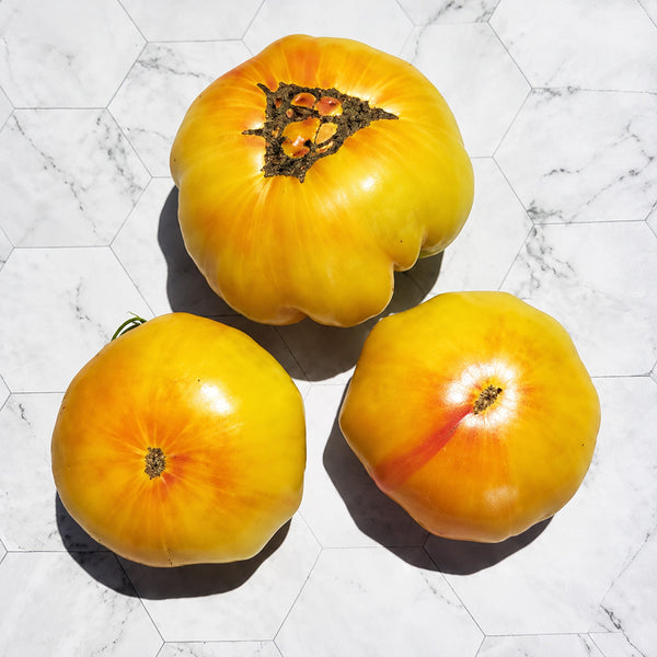 97 Honey Giant Tomato, 5 Seeds