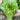 Italian Lettuce Seeds, 10g