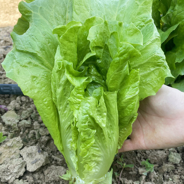 Italian Lettuce Seeds, 10g