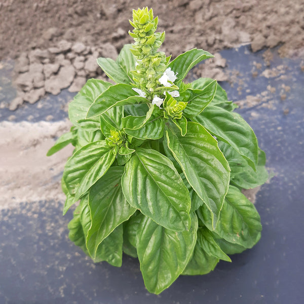 Giant Leaf Basil Seeds, 200 Seeds